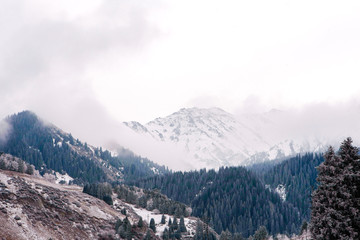 The first snow in the misty mountains with tall fir trees