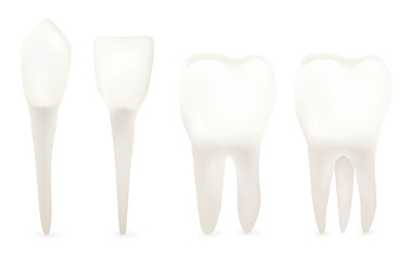 The four main types of teeth