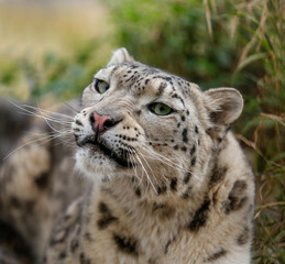 Fototapeta na wymiar Snow leopard with green eyes closeup portrait