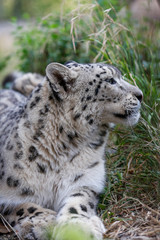 Snow leopard with green eyes closeup portrait