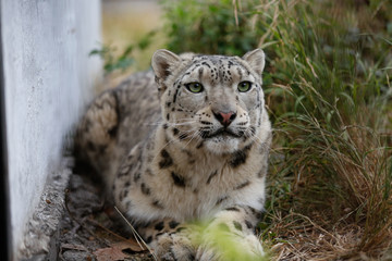 Snow leopard with green eyes closeup portrait