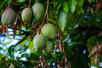 Six green unriped mangoes hanging on a mango tree surrounded by green and brown leaves
