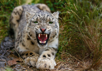 Snow Leopard growls menacingly and wants to attack - obrazy, fototapety, plakaty