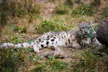 Fototapeta na wymiar Snow leopard hiding in an ambush among plants