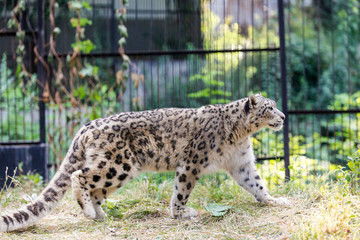 Snow leopard walks along the fence at the zoo