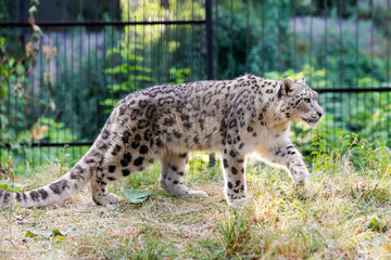 Snow leopard walks along the fence at the zoo