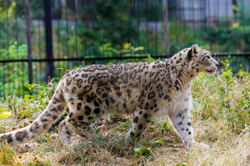 Snow leopard walks along the fence at the zoo