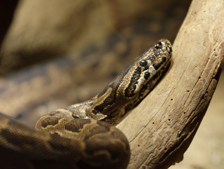 Snake resting on log