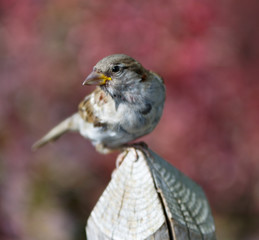 Closeup of bird on fence post