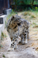 Fototapeta na wymiar Snow leopard walks along the fence at the zoo