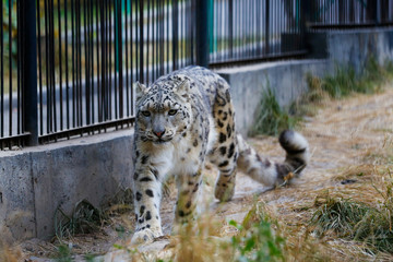 Snow leopard walks along the fence at the zoo