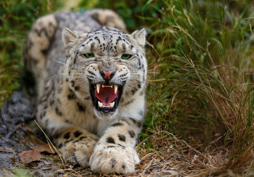 Snow Leopard Growls Menacingly And Wants To Attack