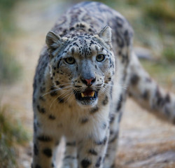Naklejka premium Snow leopard portrait 