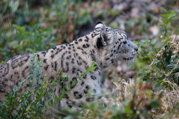  Snow leopard portrait 