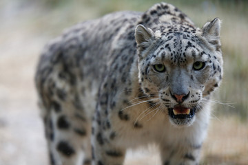  Snow leopard portrait 