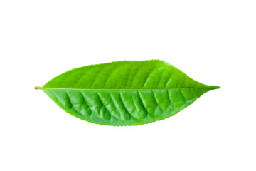 Naklejka na ściany i meble green tea leaves isolated on white background for design elements, fresh green leaves