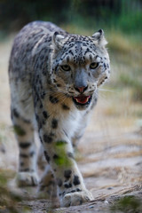 Snow leopard portrait 