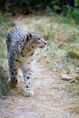  Snow leopard portrait 