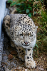  Snow leopard portrait 