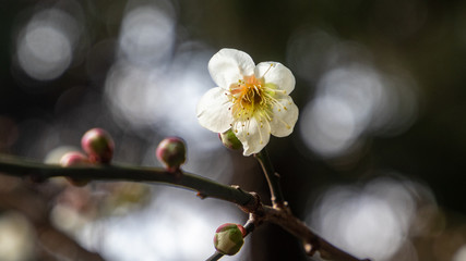 梅の花