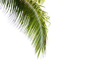 green coconut leaf isolated on white background 