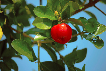 Acerola small cherry fruit on the tree