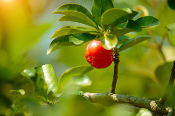 Acerola small cherry fruit on the tree