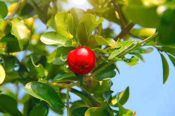 Acerola small cherry fruit on the tree