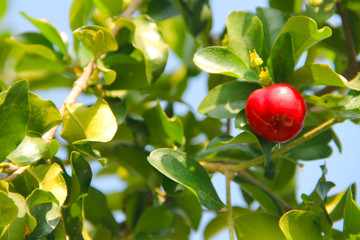 Acerola small cherry fruit on the tree
