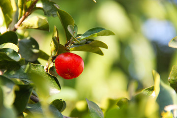 Acerola small cherry fruit on the tree
