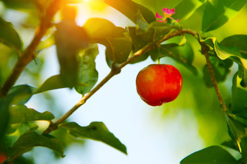 Acerola small cherry fruit on the tree