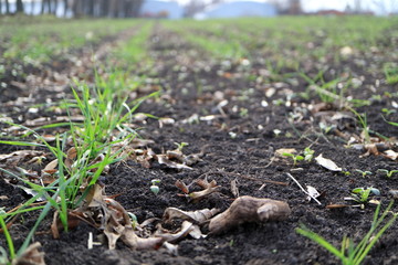Young shoots of wheat. Young wheat plants.