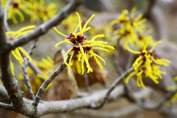 早春のマンサクの花が咲く