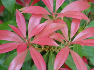 Beauiful Red Leaves