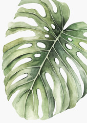 Green leav of monstera  on an isolated white background, watercolor illustration © Annie Draws