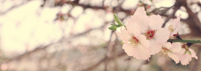 background of spring cherry blossoms tree. selective focus