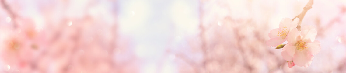 Fototapeta premium background of spring cherry blossoms tree. selective focus