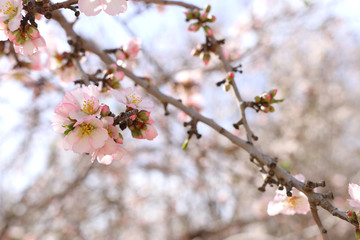 background of spring cherry blossoms tree. selective focus