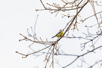 A tit is chirping  in a tree