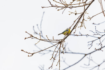 A tit is chirping  in a tree