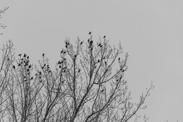 many small birds sit high in a tree crown black and white