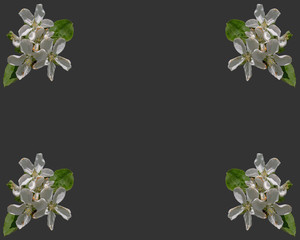Obraz premium a pattern of white Apple blossoms on an isolated gray green background
