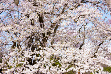 桧木内川のさくら
