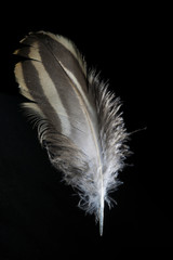 Isolated Bird Feather on Black