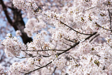 桧木内川の桜