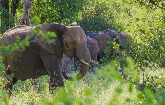 Small herd of African elephants well hidden in the dense bush image in horizontal format