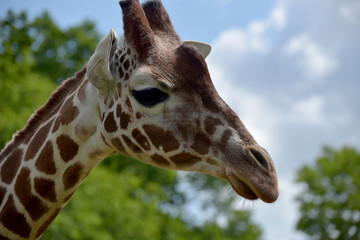 Reticulated giraffes with their patterned hide