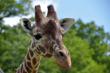Reticulated giraffes with their patterned hide