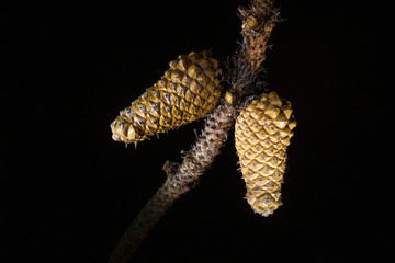 Lodgepole Pine Cones - Isolated on Black