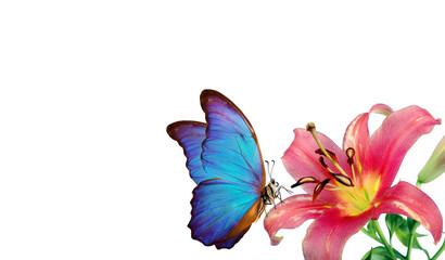 Fototapeta na wymiar bright blue tropical morpho butterfly on pink lily flowers. butterfly and flowers isolated on white. copy spaces